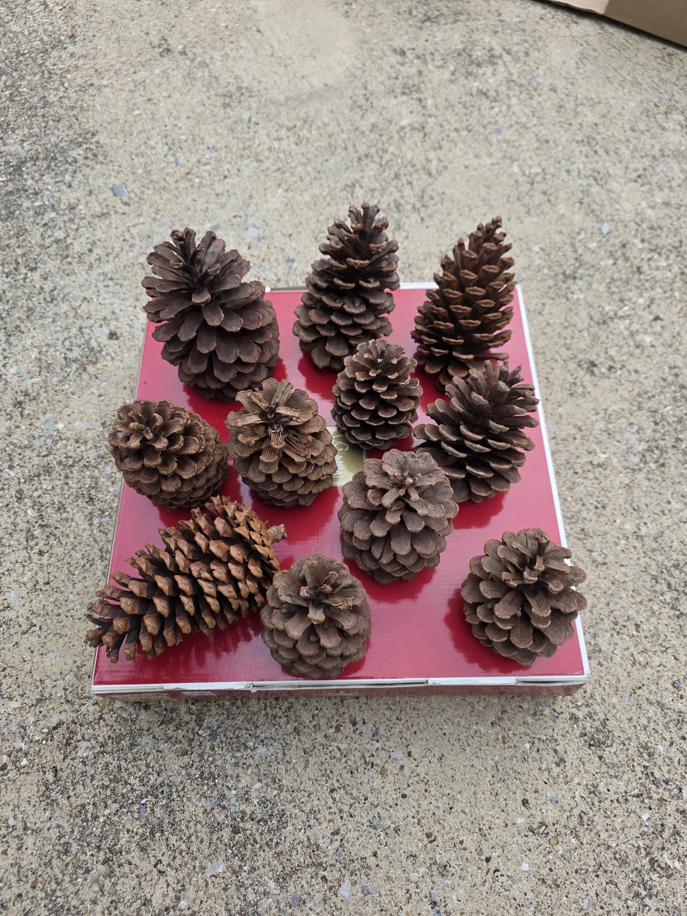 Set Of 11 Natural Brown Pine Cone Decorative Accents - Home Accents